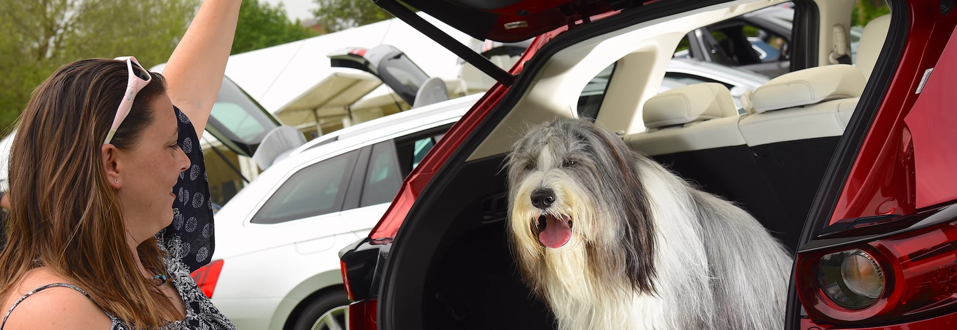 This is the law on leaving your dog in a hot car
